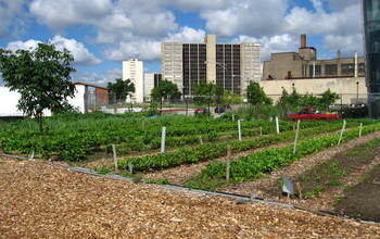 urban gardens